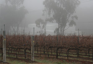 Our Vineyard - Cabernet Block