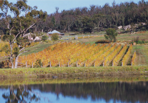 Our Vinyard - Shiraz Block