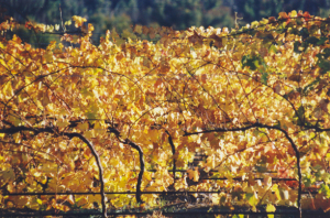 Symphony_Hill_Autumn_Vines