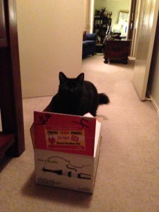 Liquorice Inspecting Latest Wine Club Delivery